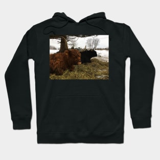 Scottish Highland Cattle Cow and Bull 2286 Hoodie